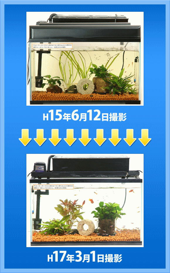 bio004.gif